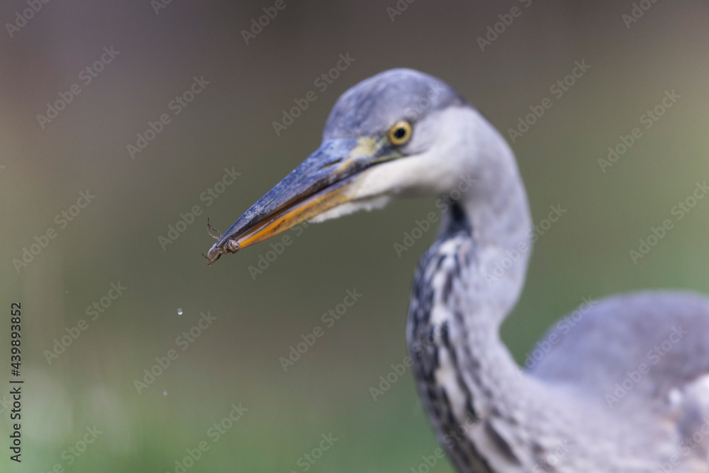 Héron cendré, Ardea cinerea en gros plan ou en portrait Héron cendré, Ardea cinerea en gros plan ou en portrait