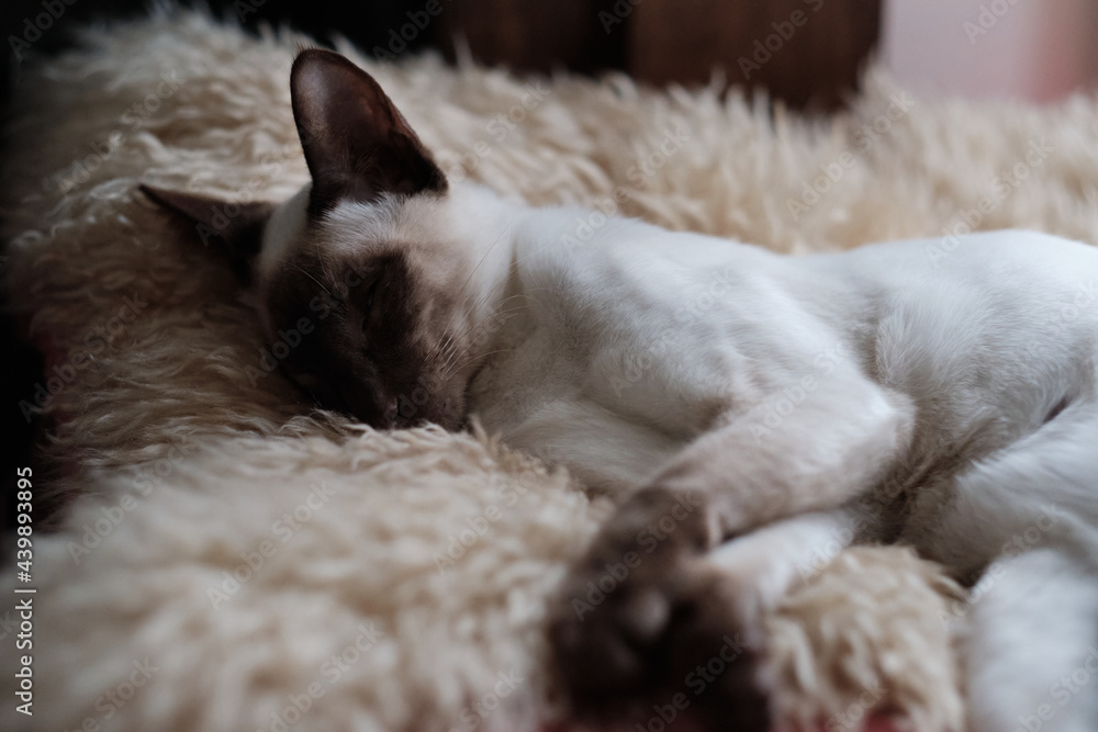 Siamese cat sleeping on sheepskin rug Siamese cat sleeping on sheepskin rug