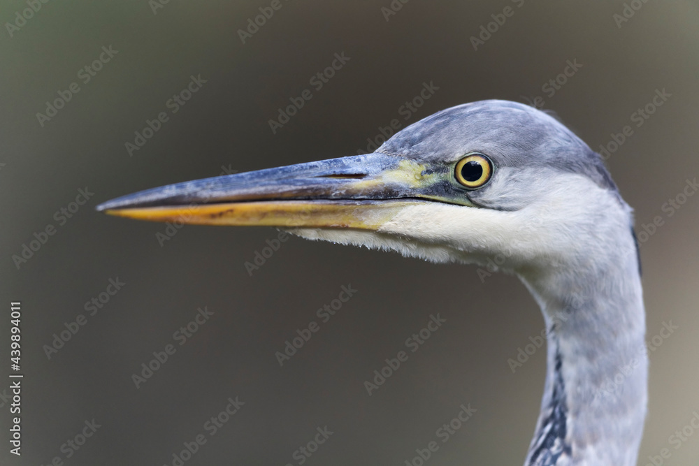 Héron cendré, Ardea cinerea en gros plan ou en portrait Héron cendré, Ardea cinerea en gros plan ou en portrait