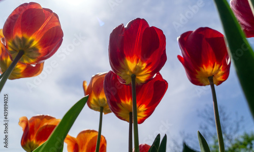 red and yellow tulips against sky