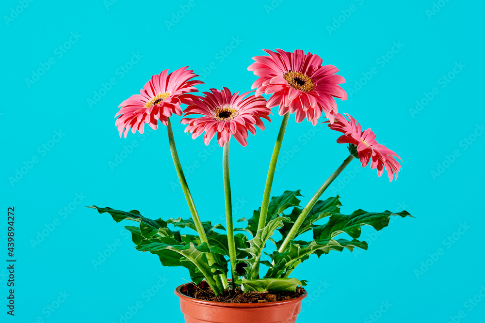 custom made wallpaper toronto digitalgerbera plant with pink flowers