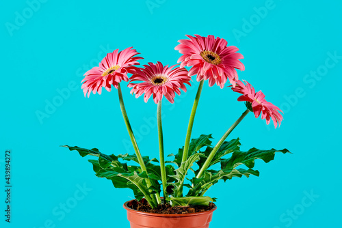 Wallpaper Mural gerbera plant with pink flowers Torontodigital.ca
