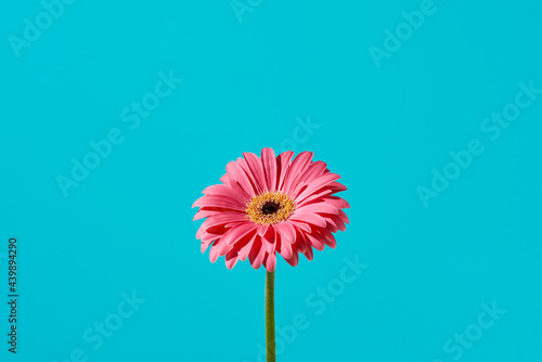 pink gerbera daisy
