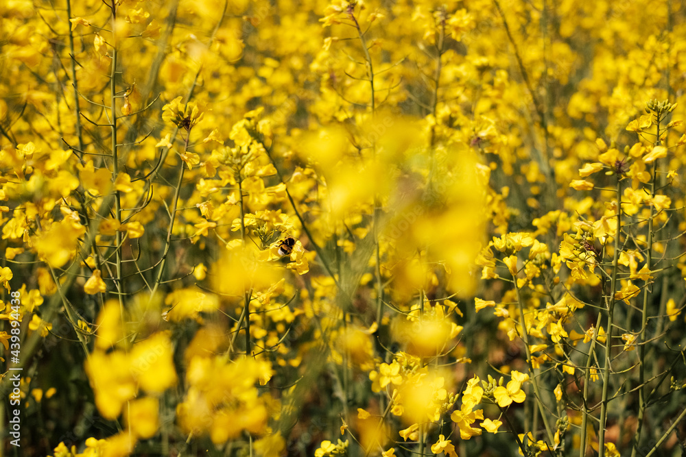 Canola (Rapeseed) yellow flowers on spring fields Canola (Rapeseed) yellow flowers on spring fields