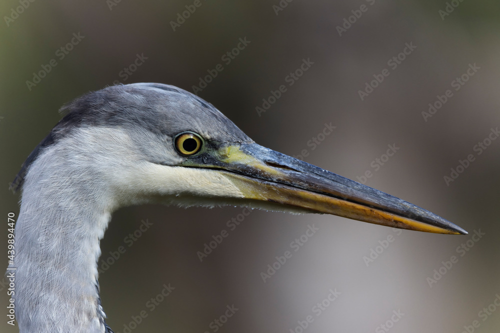Héron cendré, Ardea cinerea en gros plan ou en portrait Héron cendré, Ardea cinerea en gros plan ou en portrait
