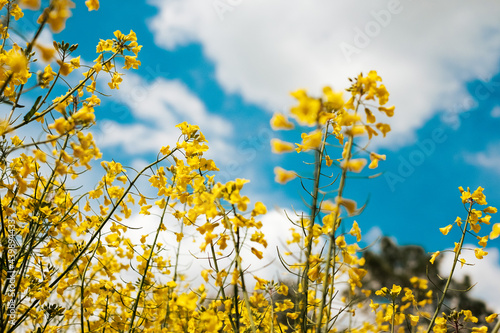 Canola (Rapeseed) yellow flowers on spring fields with blue sky photo