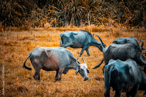 Indian domestic buffalos eating grass in a grassland  Kanchipuram  Tamilnadu  South India. Animals  mammals  herbivore scenario image