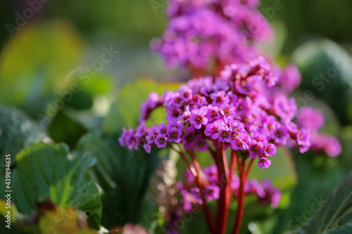 Bergenia Cordifolia