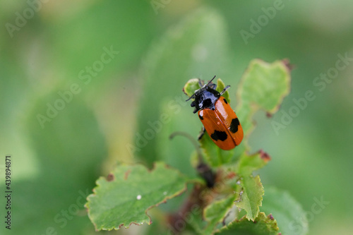 Clytra laeviuscula en gros plan perché sur une feuille