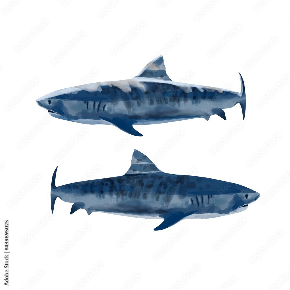 Naklejka premium Watercolor shark hand drawn illustration, predator, isolated 