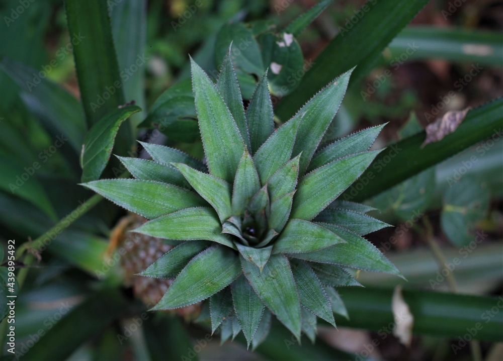 pineapple in a field, sweet fruit with green leaves pineapple in a field, sweet fruit with green leaves