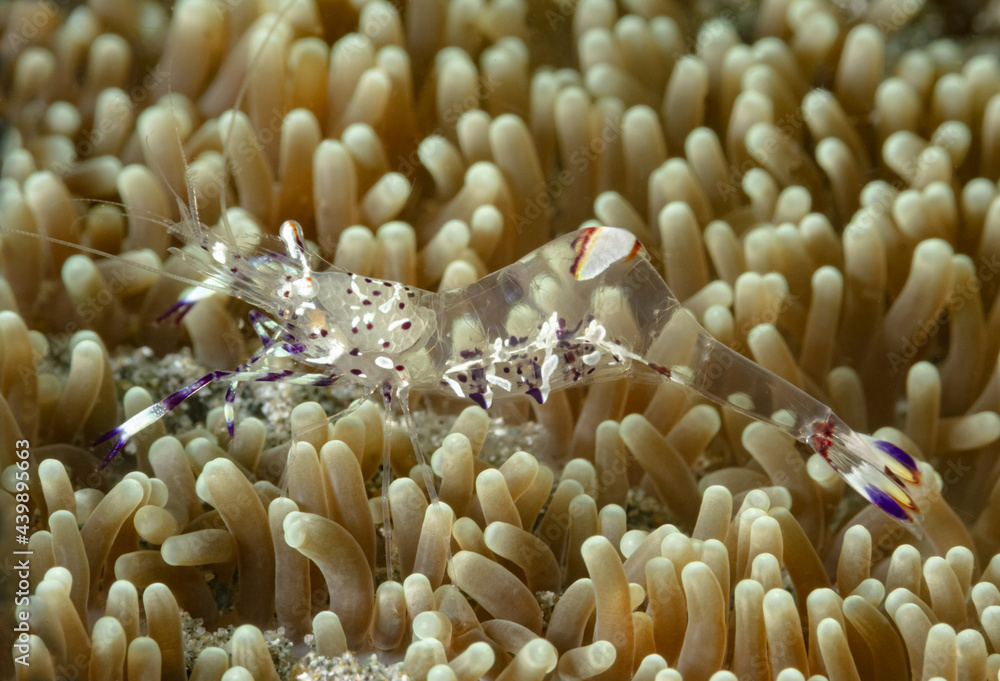 Transparent anemone shrimp on soft corals Transparent anemone shrimp on soft corals