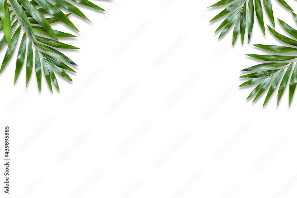 Minimal tropical green palm leaf on white paper background. Flat lay Top view with copy space for your text. Minimal tropical green palm leaf on white paper background. Flat lay Top view with copy space for your text.