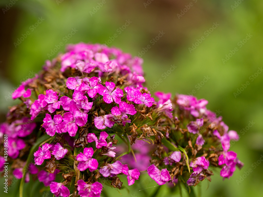 Bright summer flowers in early morning sunlight Bright summer flowers in early morning sunlight
