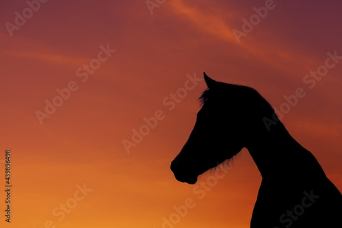 Horse silhouette against sunset sky with copy space for equine ranch.
