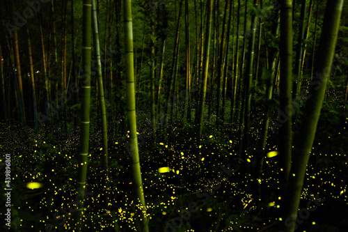 竹林のヒメボタル
