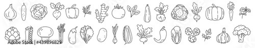 Vegetable sketch. Onion, garlic, tomato, cucumber and carrot. Beets, pepper,
