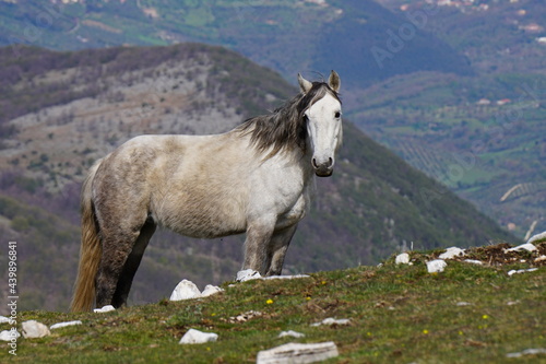 Wild horse at Monte Pellecchia, Monti Lucretili Regional Park, Italy © Paolo