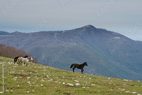 Wild horses at Monte Pellecchia, Monti Lucretili Regional Park, Italy