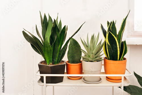 Cozy room with indoor plants.