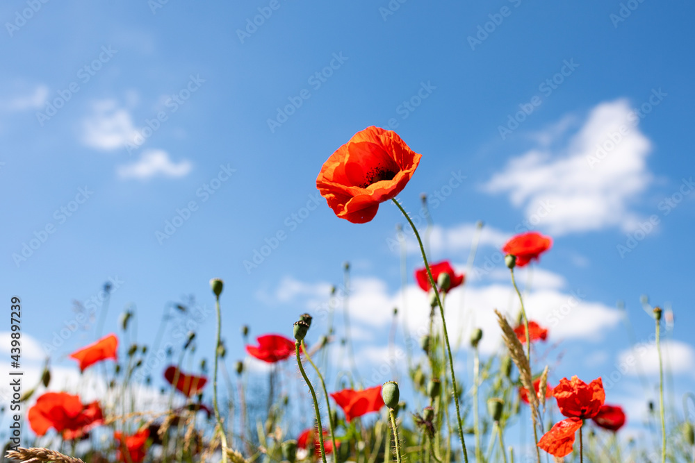 Fototapeta premium poppy flowers in the field