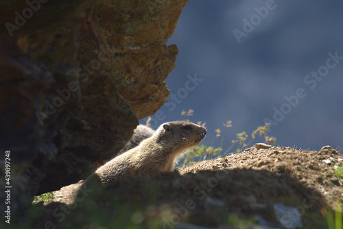 marmot in the lair © MatteoS5