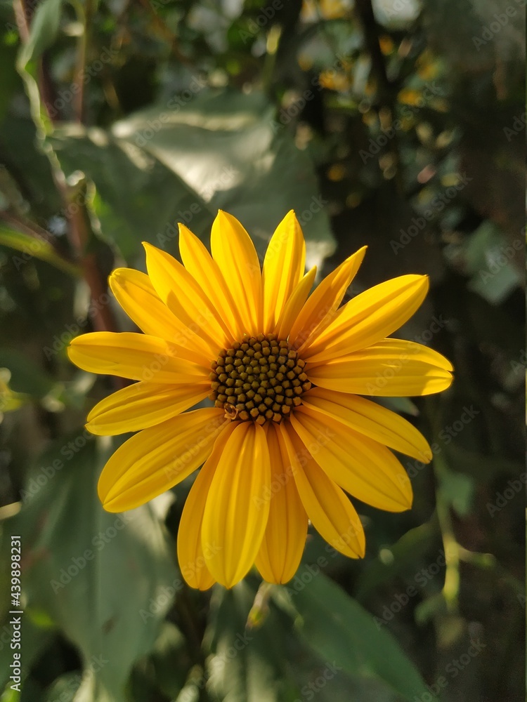 Yellow gerbera daisy flowers, isolated on green leaves background. Flower photography in summer day. Yellow flowers and blue sky, green leaves. Yellow gerbera daisy flowers, isolated on green leaves background. Flower photography in summer day. Yellow flowers and blue sky, green leaves.