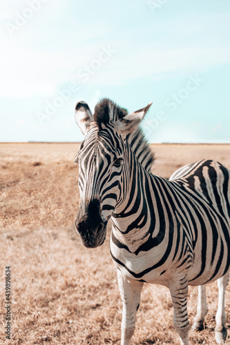 Cute zebra on field in savanna against clear sky. Wild horse with white and black stripes