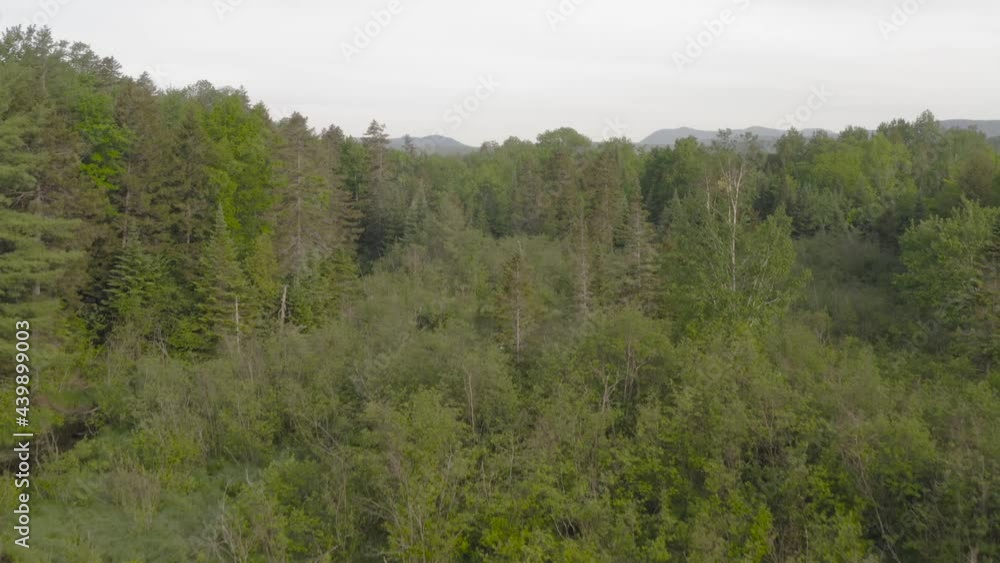 Aerial rising up over lush dense green forest wilderness 4k Aerial rising up over lush dense green forest wilderness 4k