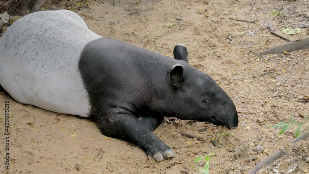 Tapir Malay or Ant Malay relaxing in a conservation area. Tapir Malay or Ant Malay relaxing in a conservation area.