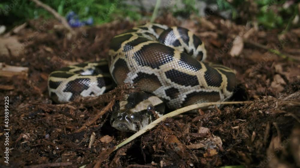 Burmese python close up baby newborn Burmese python close up baby newborn