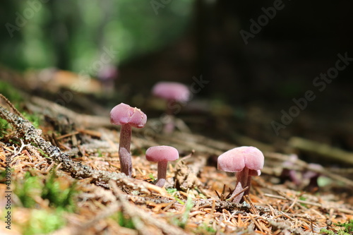 Little mushrooms Laccaria amethystina close up forest ground