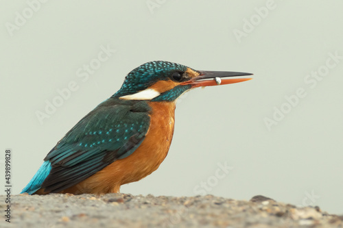 Common kingfisher with small fish in mouth © Ilias Kouroudis