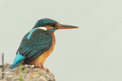 Side portrait of a Common kingfisher sitting on the edge of a rock against a bright background © Ilias Kouroudis