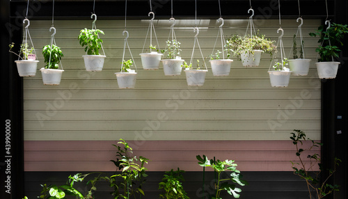 Spice plants in pots hanging in front of garage.