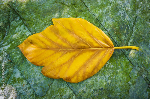 fallen yellow leaf on rock