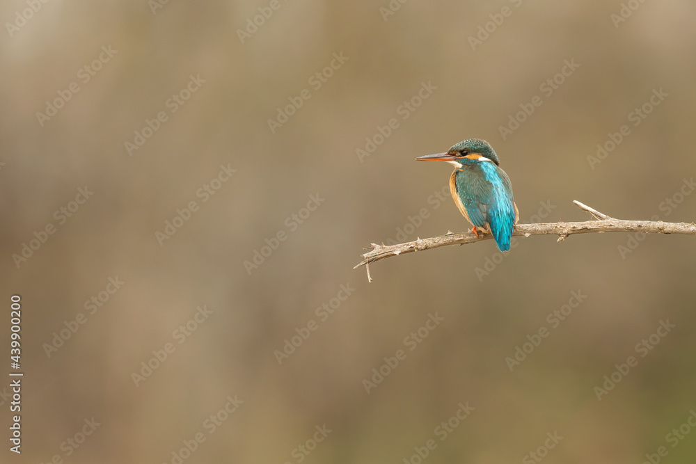 Obraz premium Back shot of a Common kingfisher sitting on a branch and looking sideways