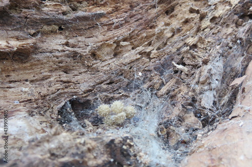 A closeup photo of a spider nest eggs in the bark of a dead tree, displaying the spiked eggs, bark texture and pattern in detail