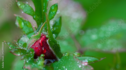 Red rose bud in drops of water. Macro nature
