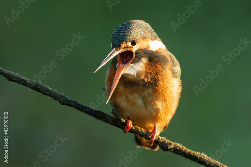 Close-up front shot of a Common kingfisher sitting on a branch with open mouth while vomiting pellet