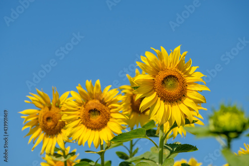 Selective focused on the blooming sunflowers row under the clear blue sky.
