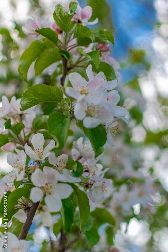 apple tree blossom apple tree blossom