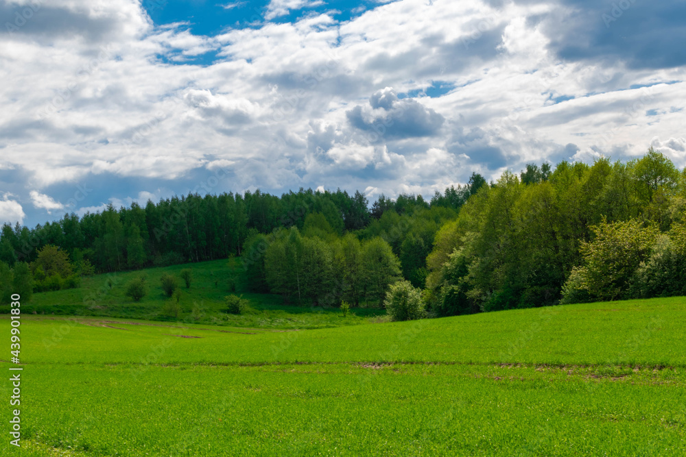 Obraz premium landscape with forest