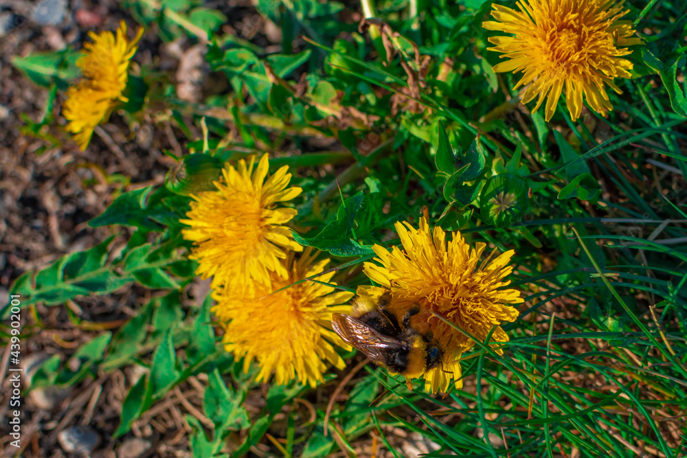 yellow dandelions on a green grass yellow dandelions on a green grass