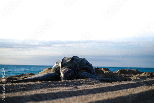 Nesting Leatherback Turtle on the Beach photo
