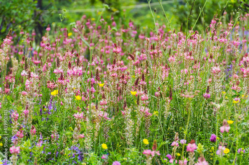 Fototapeta Naklejka Na Ścianę i Meble -  Wild Pink Summer  Flowers Blooming on a Summer Meadow in the Mountain . Flowers Background