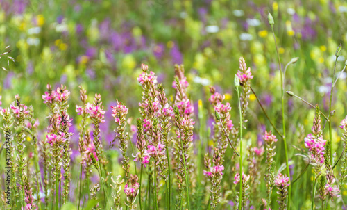 Wild Pink Summer Flowers Blooming on a Summer Meadow in the Mountain . Flowers Background