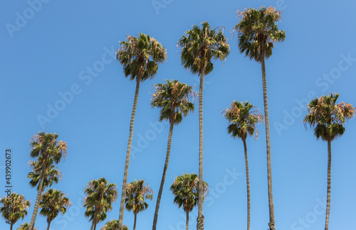 A typical southern california scene of a row of palm trees against a bright blue sky.