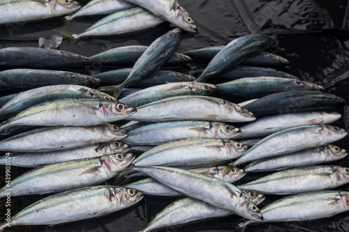 Various types of seafood are sold in the traditional fish market photo