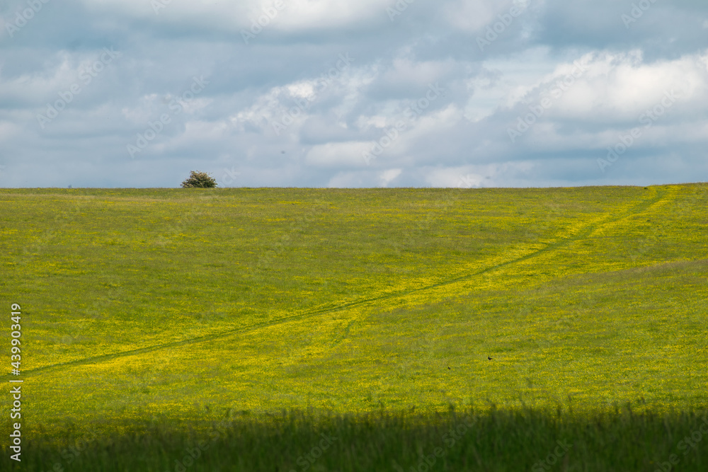 Photo of a sunny grassy hill with a tree at the top at a prairie in England